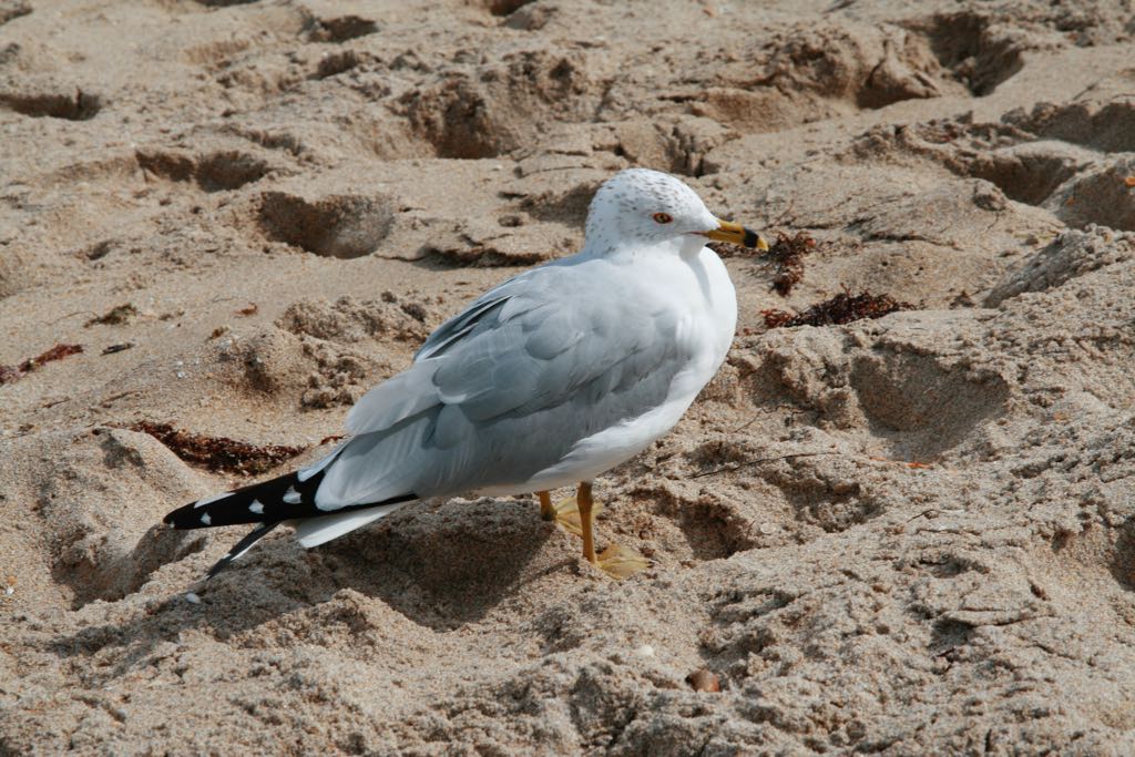 EOS IMG_0376