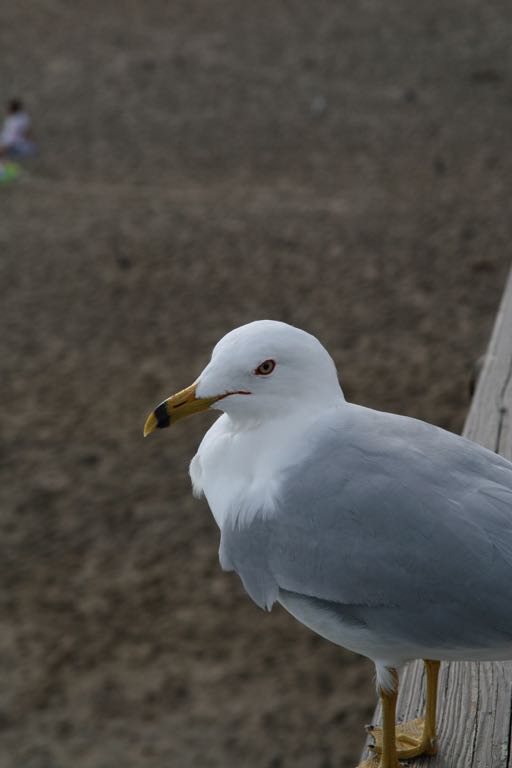 EOS IMG_0509