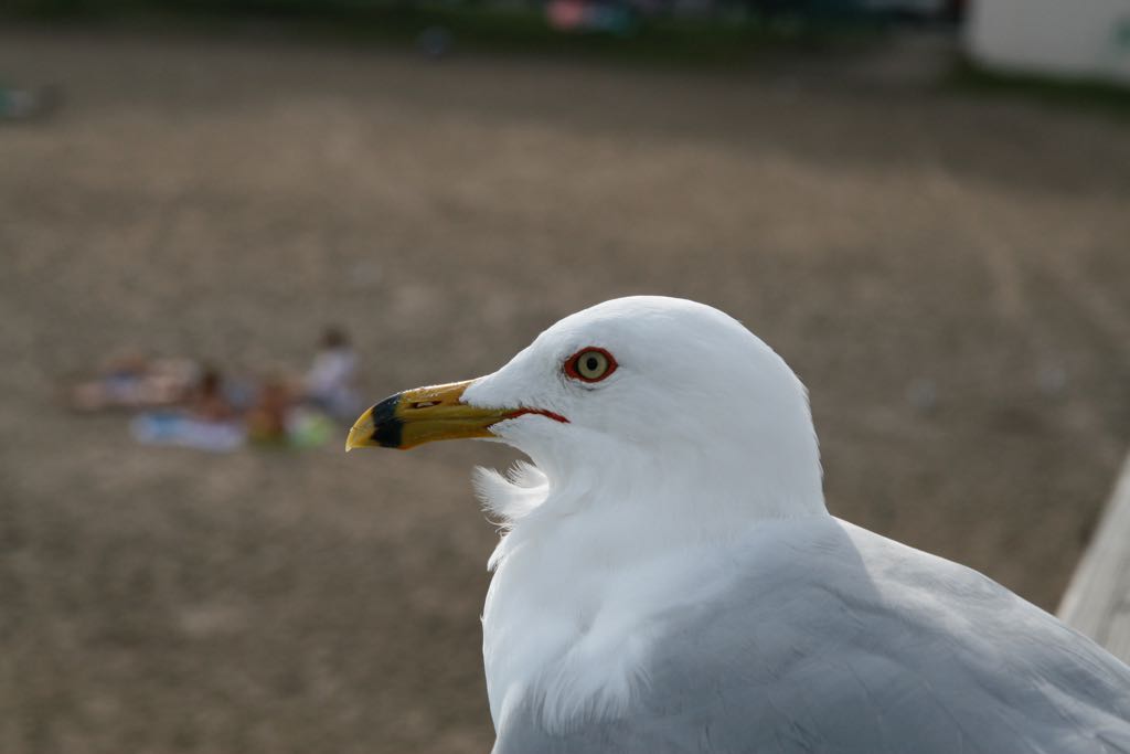 EOS IMG_0513