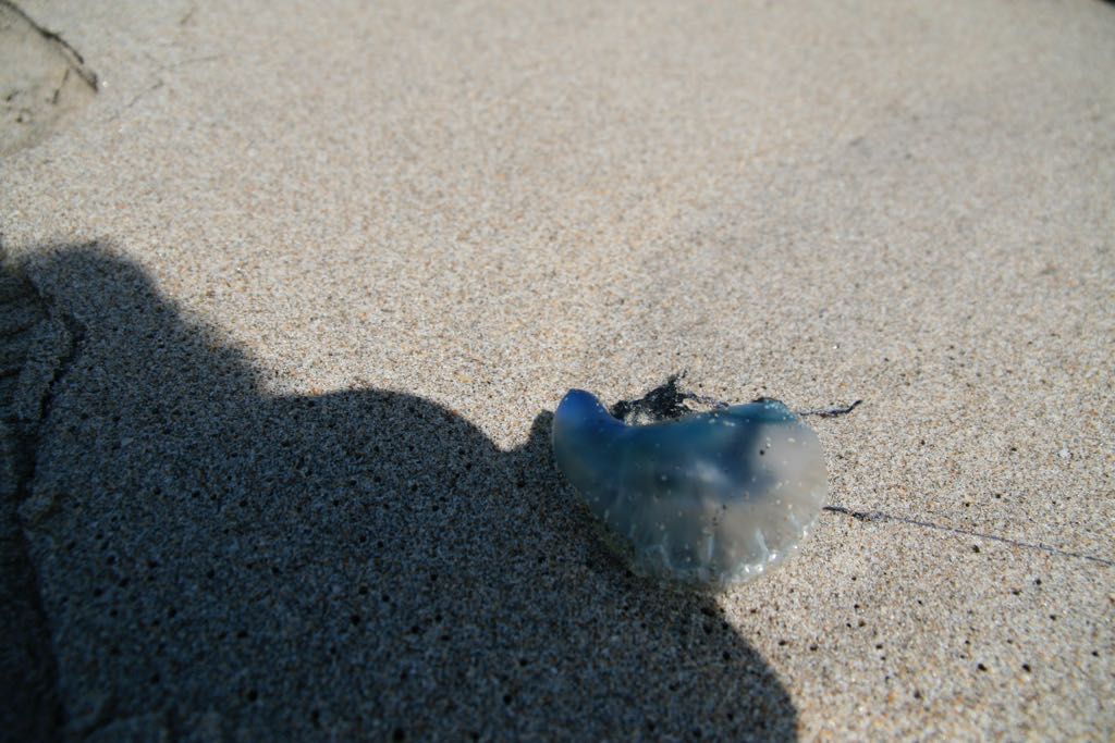 EOS IMG_0694