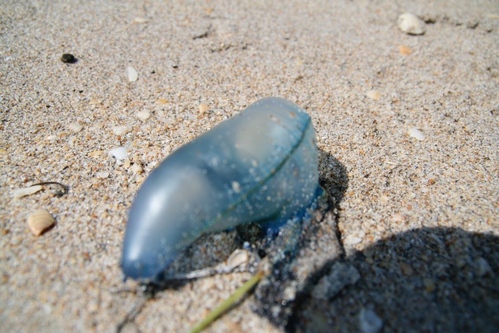 EOS IMG_0696