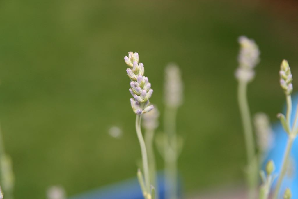 EOS IMG_1479