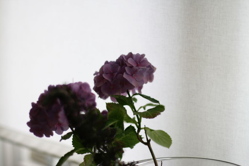 EOS IMG_1499