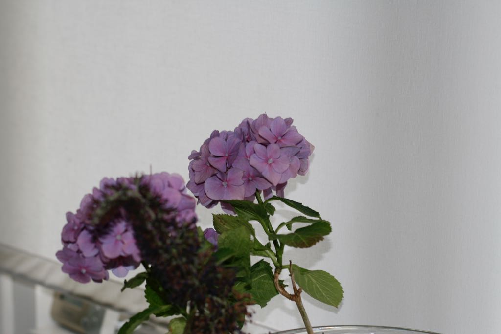 EOS IMG_1500