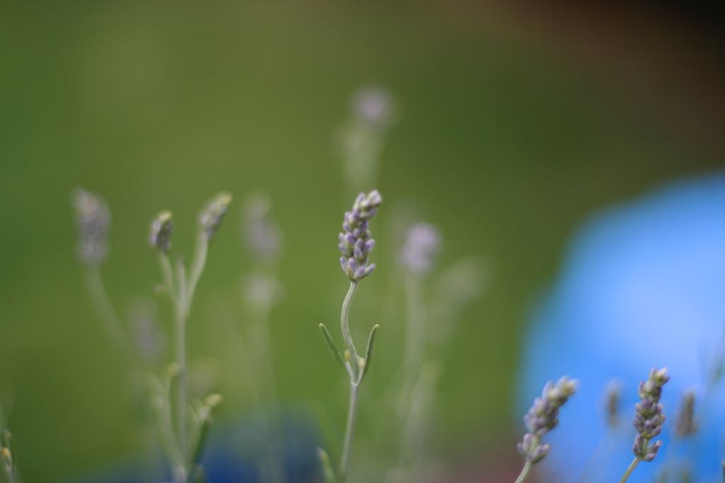 EOS IMG_1570