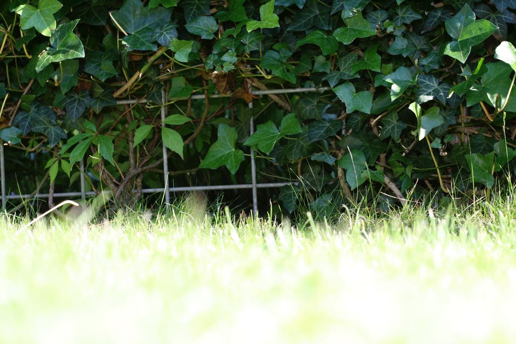 EOS IMG_20090623_0556